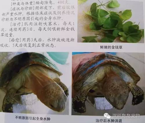 龟水肿的治疗方法,龟水肿是什么症状