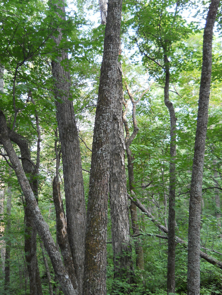 橱柜材料碳钢,水曲柳实木橱柜门板款式