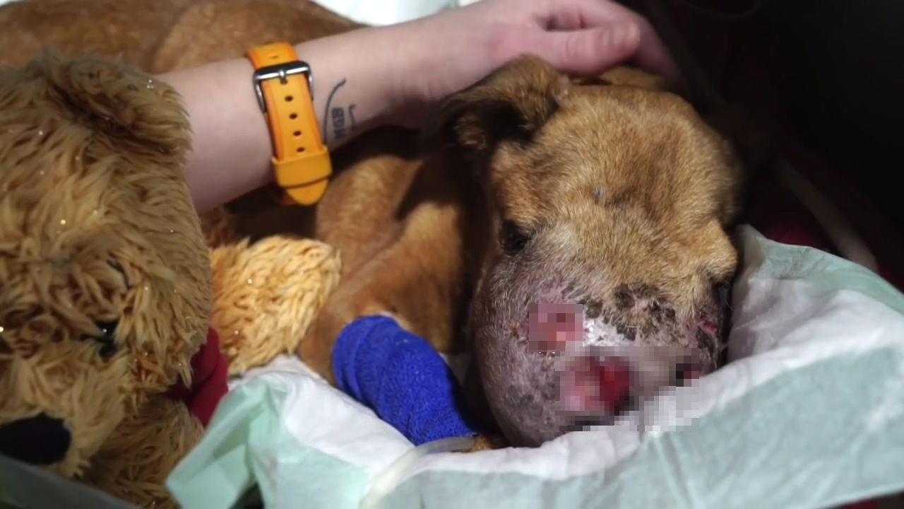 狗狗生病头部一直跳怎么回事,狗狗头部受伤后多久能恢复