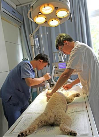 狗狗吃了异物导致便血怎么治疗,狗狗吃了异物拉出来后如何护理