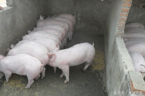 育肥猪磨牙怎么回事,猪磨牙是什么预兆