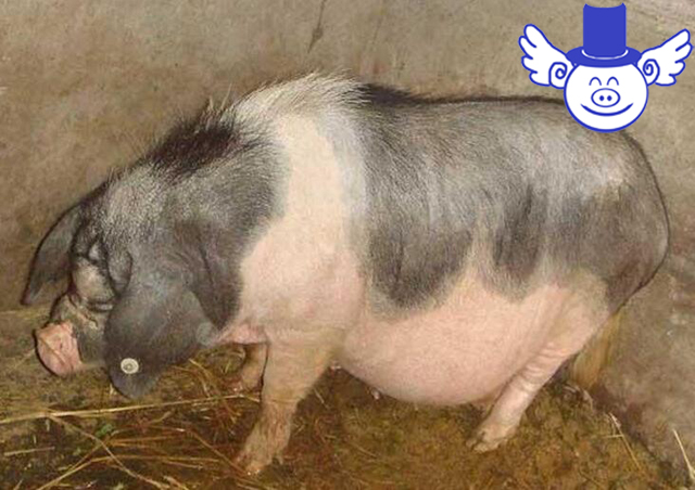 秋季养猪一不小心就猪财两空，关注这四点可帮母猪秋季安胎！