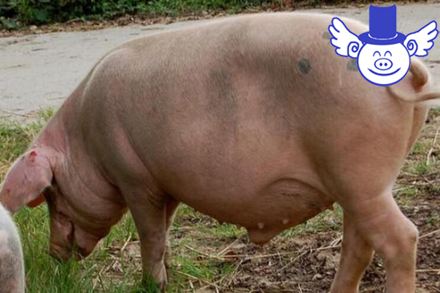 秋季养猪一不小心就猪财两空，关注这四点可帮母猪秋季安胎！