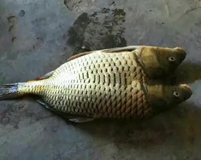 不小心被自家的狗狗咬了一口,不小心被狗狗咬手