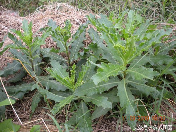 刺角芽用什么农药能除根,刺角芽用什么药能除掉