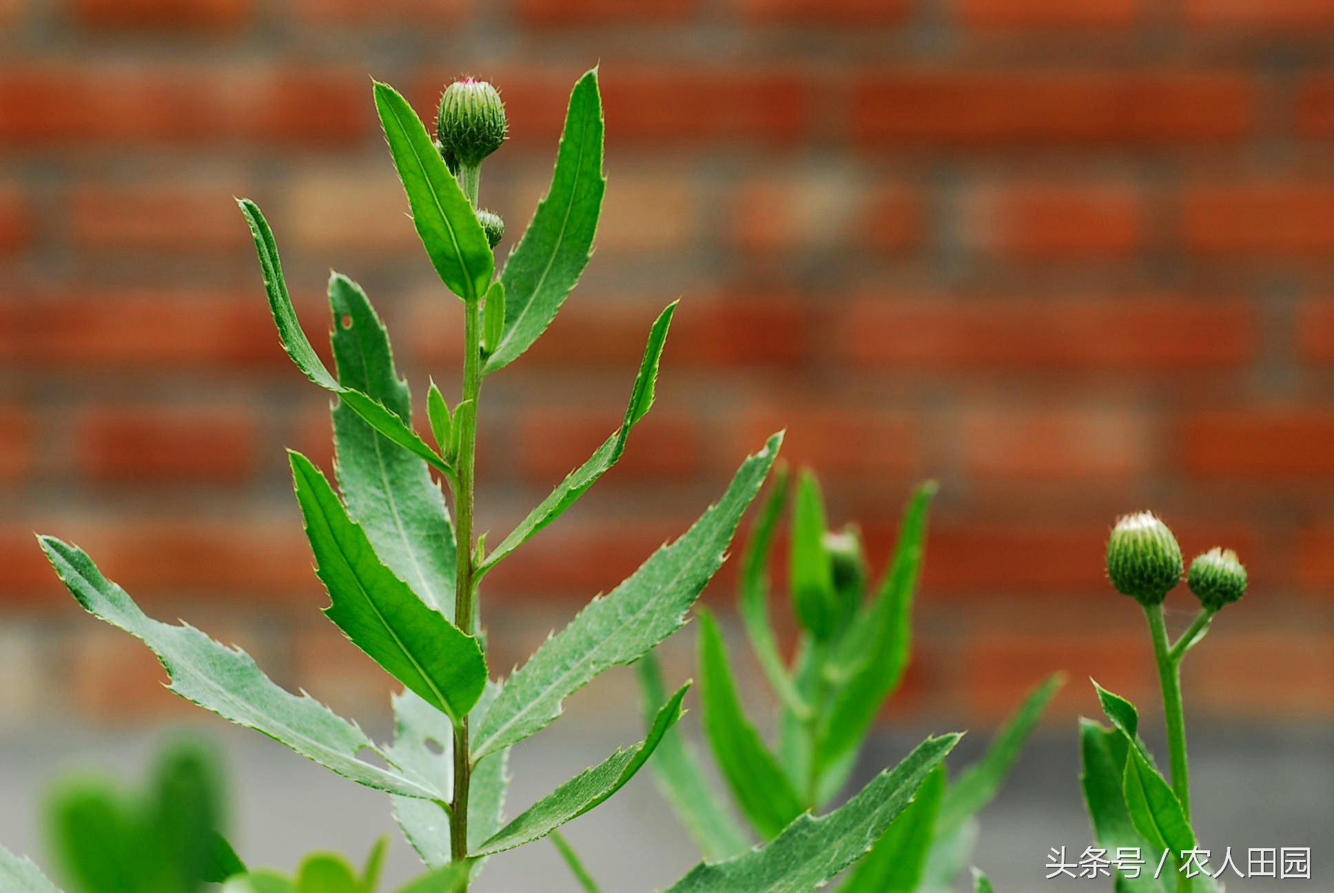 刺角芽用什么农药能除根,刺角芽用什么药能除掉