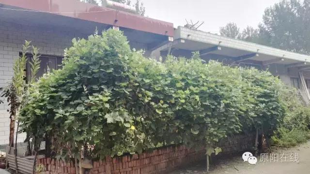 来原阳锄落生、梆玉蜀黍吧！