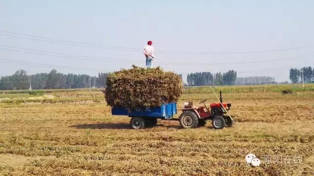 来原阳锄落生、梆玉蜀黍吧！