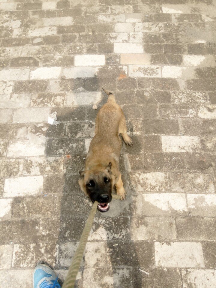 我的小马犬老是追人扑人咋办,我的小马犬不兴奋怎么办