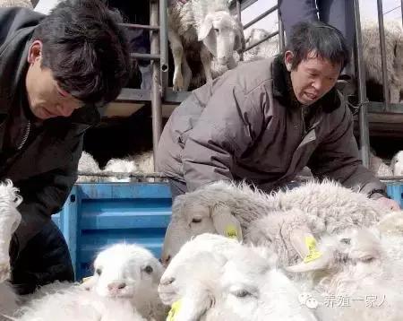 从外拉羊出现应激怎么办？处理方案及操作规程！