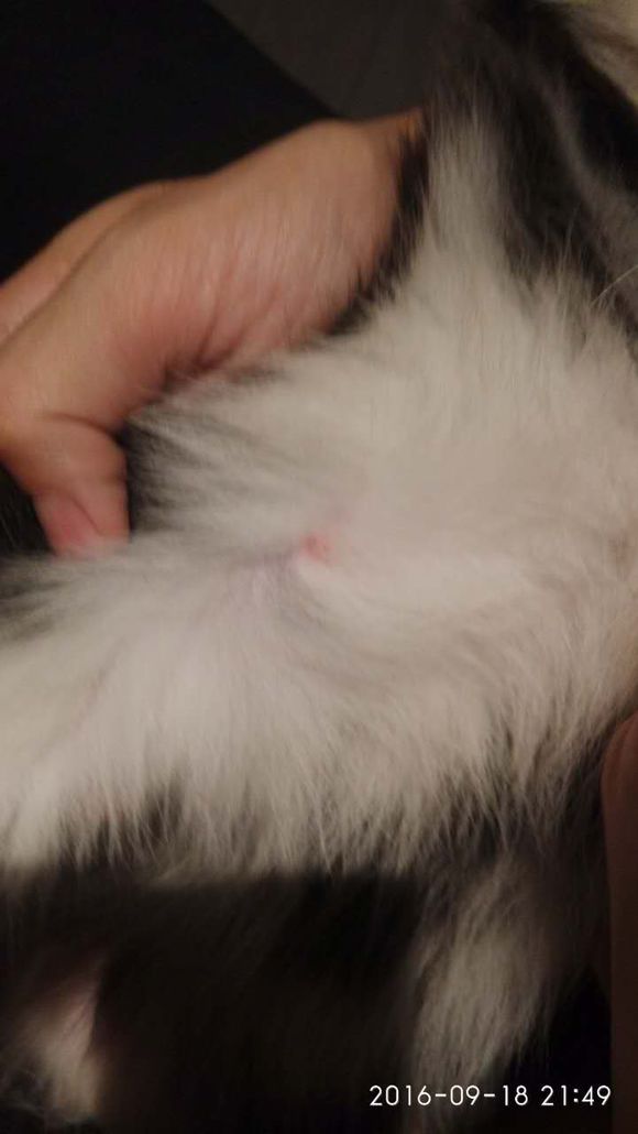 买回来的小阿拉斯加有皮肤病，治疗过程好漫长啊！