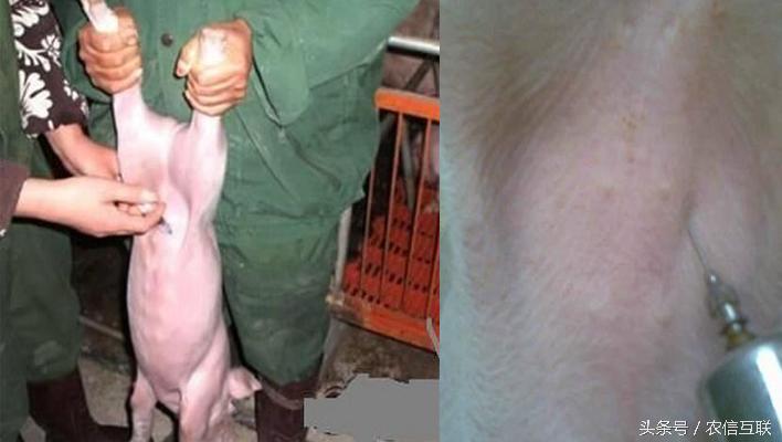猪拉稀脱水严重，要救命这一针不可少！