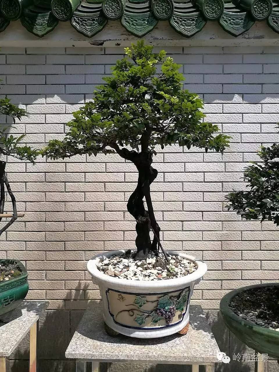 大型艺术盆景作品,岭南悬崖盆景作品欣赏