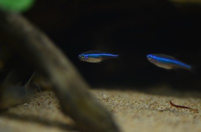 红绿灯鱼养殖方法和关注事项,海水观赏鱼皇后神仙适合新手吗