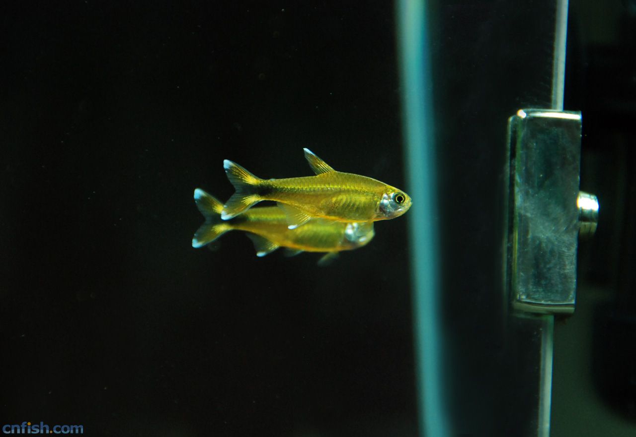 红绿灯鱼养殖方法和关注事项,海水观赏鱼皇后神仙适合新手吗