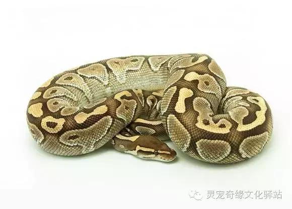 球蟒基因图鉴入门,变异球蟒图鉴