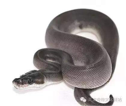 球蟒基因图鉴入门,变异球蟒图鉴