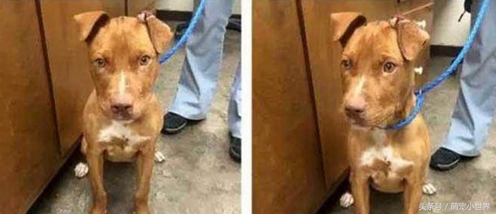 被虐待抛弃的狗,狗狗被遗弃楼顶饿得皮包骨