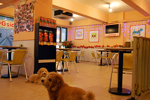 国庆带狗狗适合去哪玩,国庆狗狗出去浪