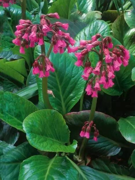 15个高颜值花园庭院设计,冬日无阳光的后花园庭院设计