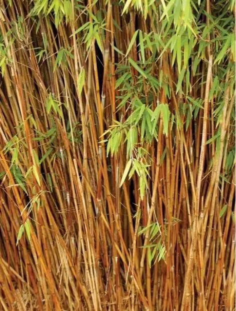 15个高颜值花园庭院设计,冬日无阳光的后花园庭院设计