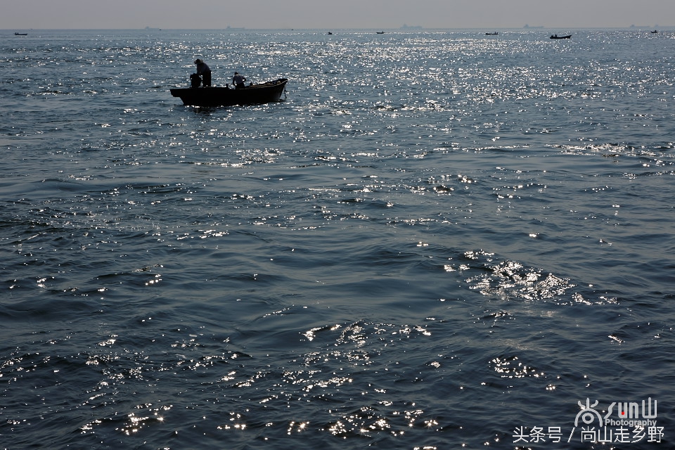 这座没有居民的小岛，是海鸥的王国，为何却叫海驴岛？