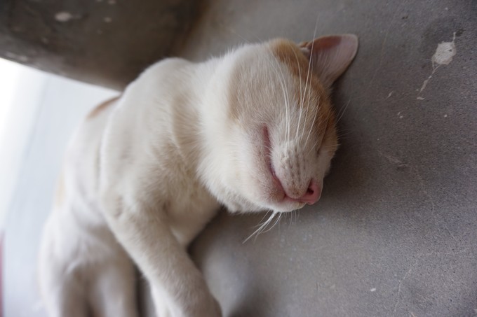 青海大西北之旅 (西宁青海湖张掖敦煌夏季之旅)