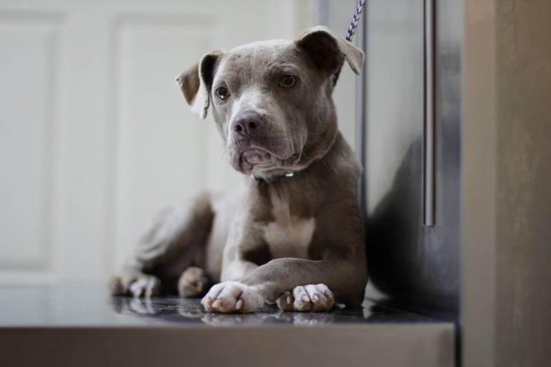 他们想这只狗一定恨透了人类，但兽医进入狗笼后，证明了一件事情