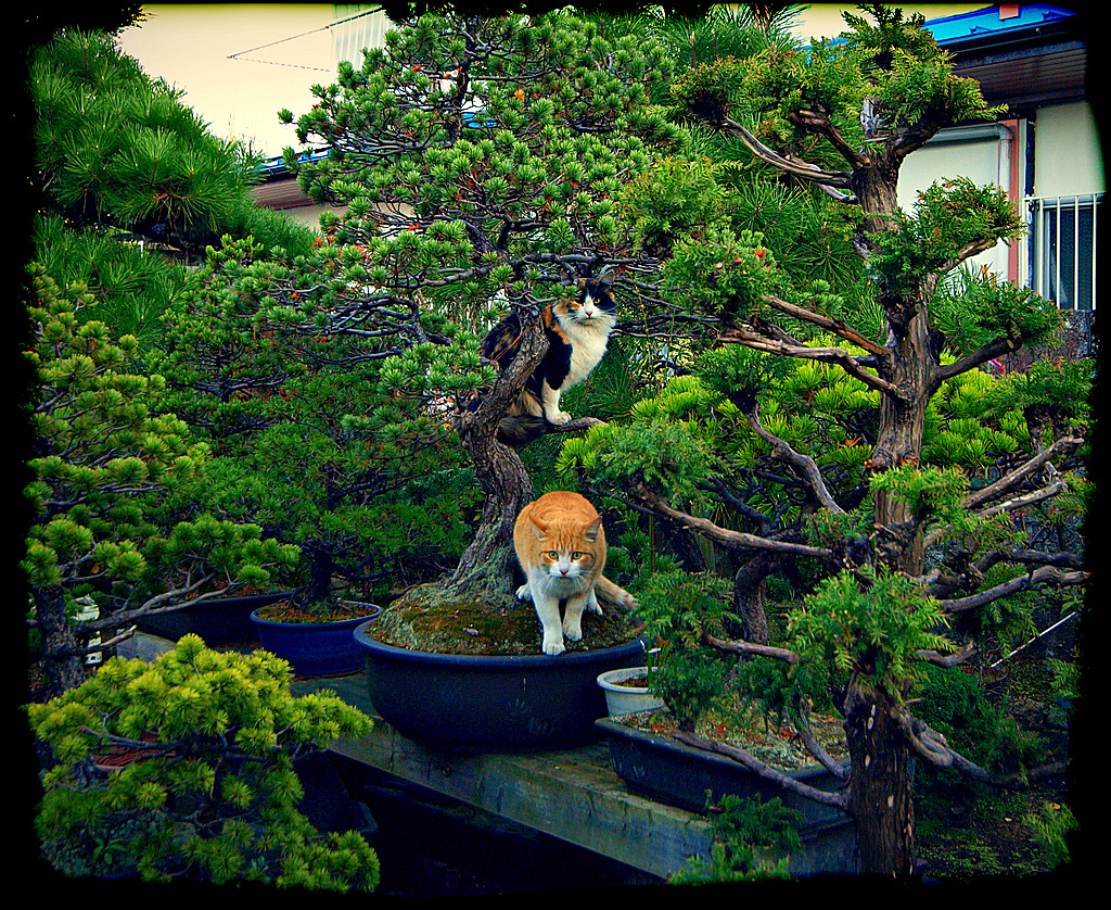 “盆景猫”这种虐猫网站为什么关不掉？！