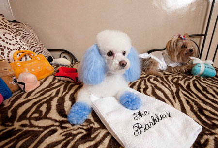 国庆带狗狗适合去哪玩,国庆狗狗出去浪