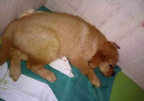 狗狗便血吃了云南白药多久能止血,狗狗便血一般几天能好