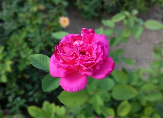 双摄表现绝赞！cool1dual评测：最值得购买的千元机