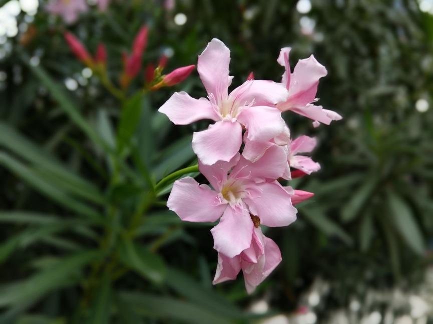 cool1dual是什么手机,cool1dual