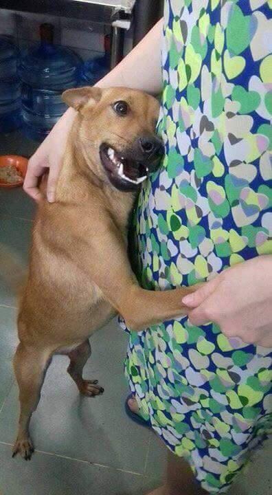 当自己的狗狗走丢了一年后回来,狗狗走丢发现被人关起来绝食