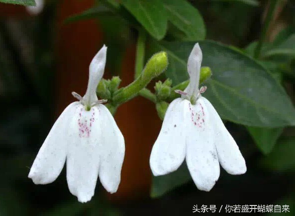 神奇的白鹤灵芝草