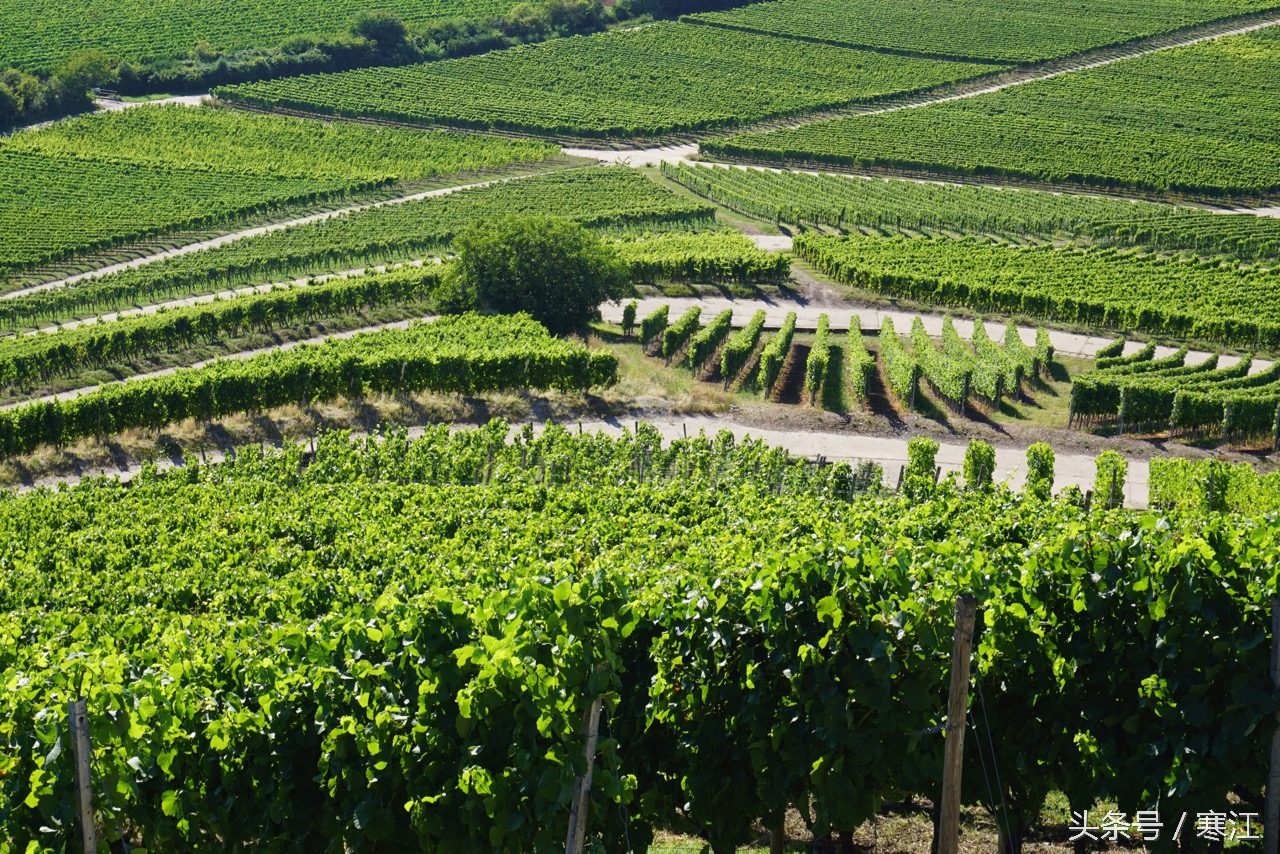 美丽的莱茵河东岸最著名的葡萄酒,法兰肯葡萄酒