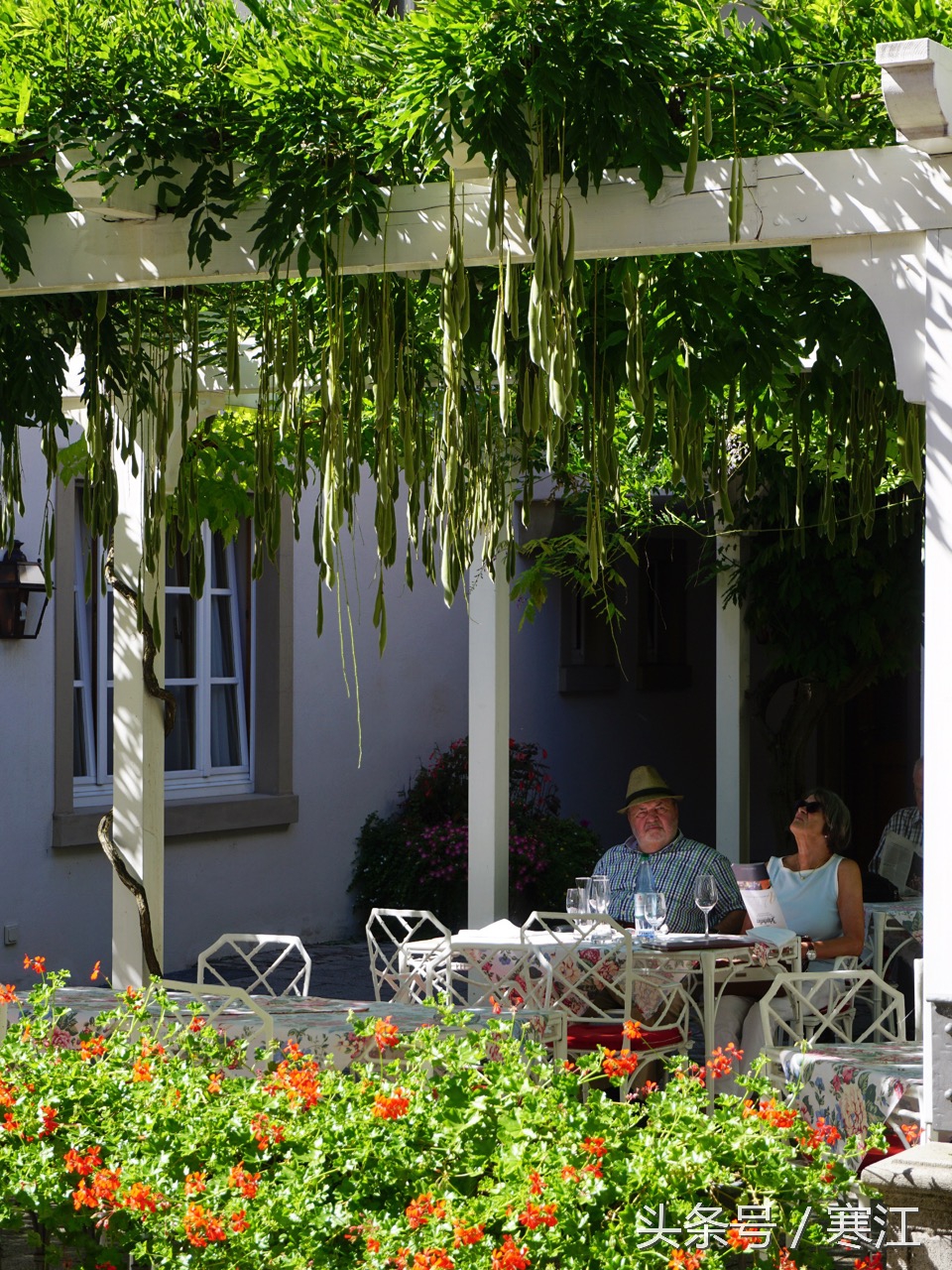 美丽的莱茵河东岸最著名的葡萄酒,法兰肯葡萄酒