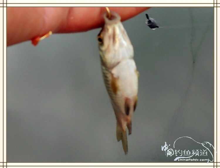 钓鱼独辟蹊径,钓鱼不求渔获