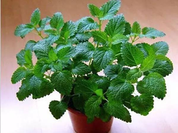 适合家里的小花盆,办公水培小花盆