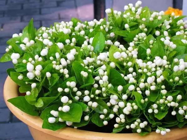 适合家里的小花盆,办公水培小花盆