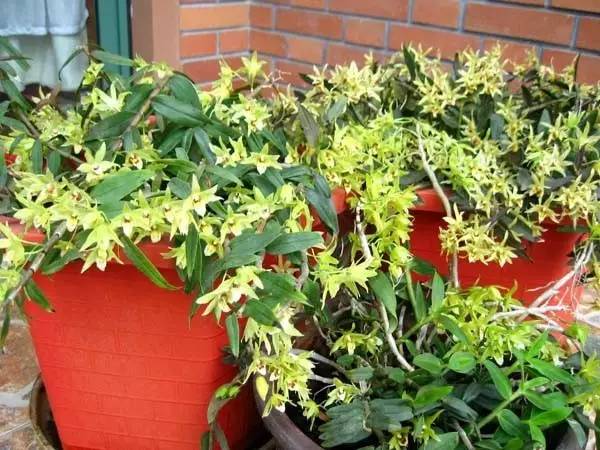 适合家里的小花盆,办公水培小花盆