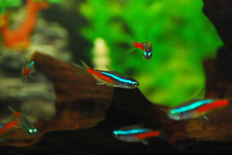 红绿灯鱼养殖方法和关注事项,海水观赏鱼皇后神仙适合新手吗