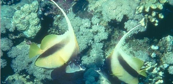 怎么养鱼聚财,养鱼生财吗