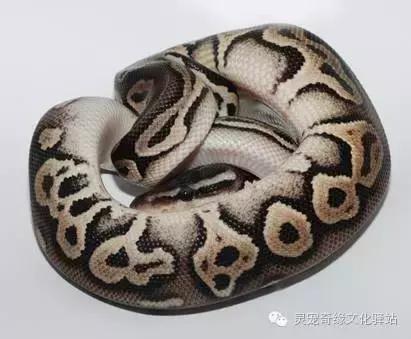 球蟒基因图鉴入门,变异球蟒图鉴