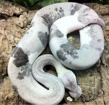 球蟒基因图鉴入门,变异球蟒图鉴