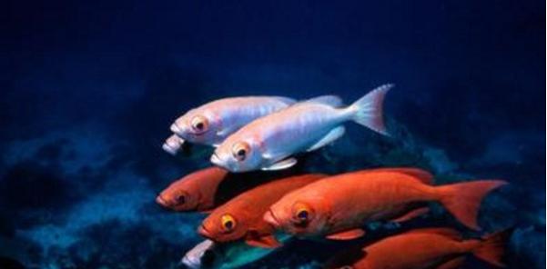 怎么养鱼聚财,养鱼生财吗