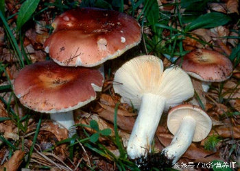 夫妻俩误食野生菌,红菇的毒性有多可怕