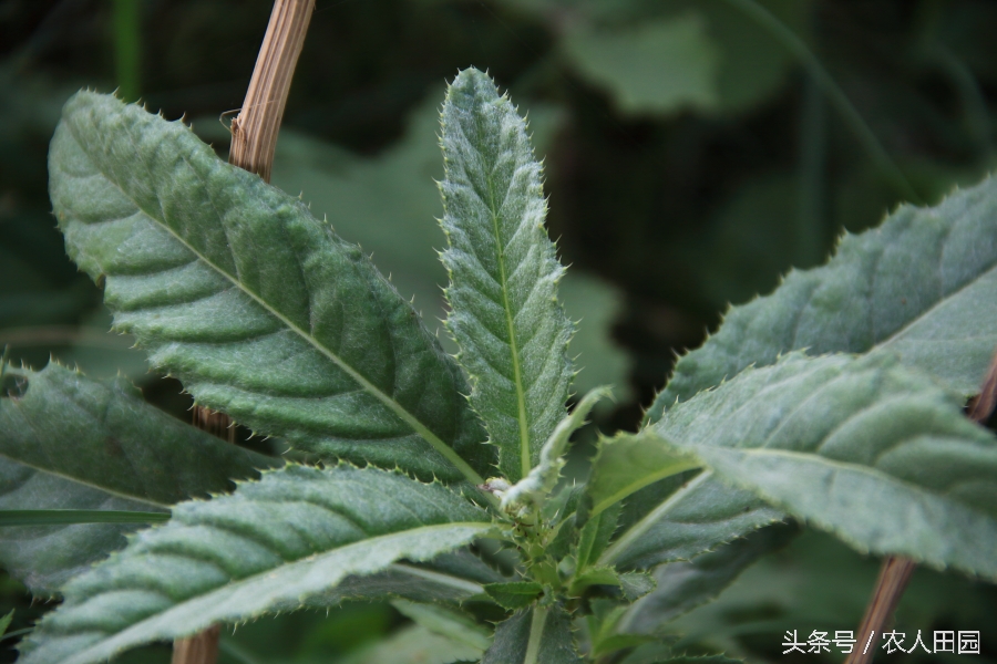 刺角芽用什么农药能除根,刺角芽用什么药能除掉