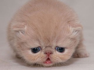 喵星人是怎么变胖的,喵星人减肥很焦急