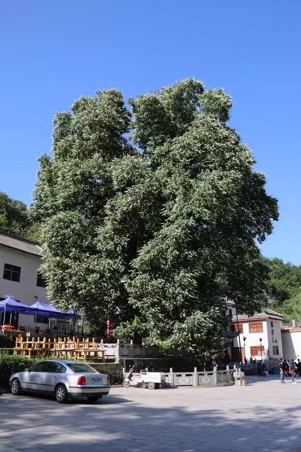 千年神树开花结果,千年神树